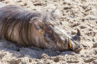 Vahşi yaşam ortak yaban domuzu