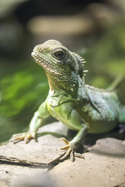 Китайский Азиатский Водяной Дракон Physignathys Cocincinus — стоковое фото