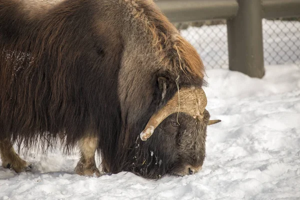 Cibo Seaching Bue Muschiato Ovibos Moschatus Neve — Foto Stock