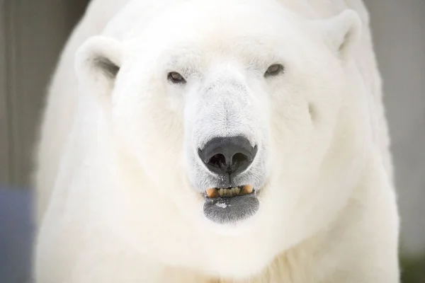 Oso Polar Zoológico Tallin —  Fotos de Stock