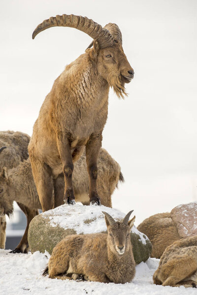 Западно-Кавказский тур (Capra caucasica
)