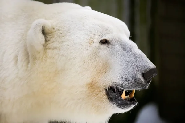Eisbär Zoo Von Tallinn — Stockfoto