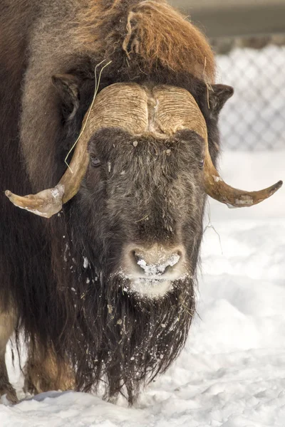 Muskox Ovibos Moschatus Nello Zoo — Foto Stock