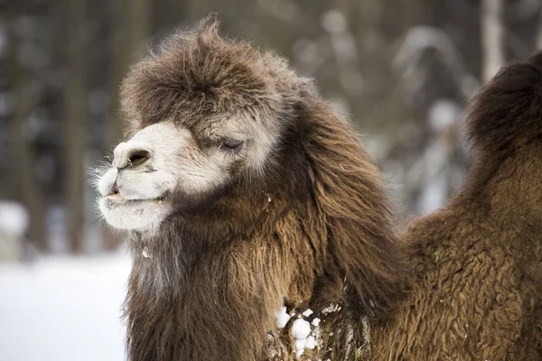 Camello Invierno Zoológico Tallin — Foto de Stock