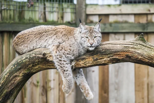 Lince Eurasiático Descansando Zoológico Tallin — Foto de Stock