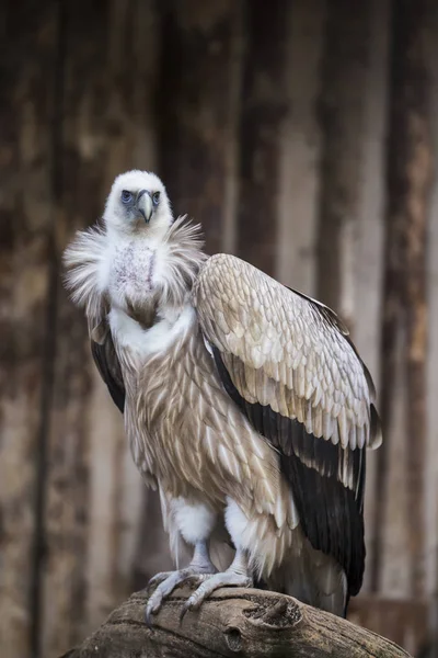 White Tailed Eagle Haliaeetus Albicilla — Stock Photo, Image