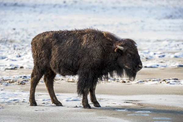 Bisonte Americano Invierno —  Fotos de Stock