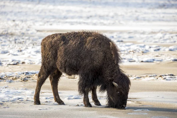 Bisonte Americano Inverno — Foto Stock