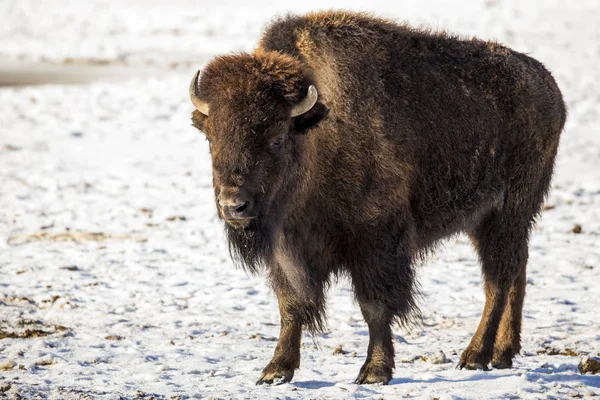 Amerikansk Bisonoxe Vintern — Stockfoto