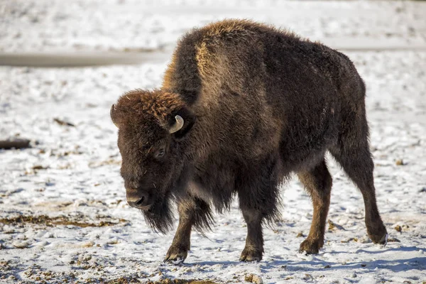 Bisonte Americano Inverno — Foto Stock