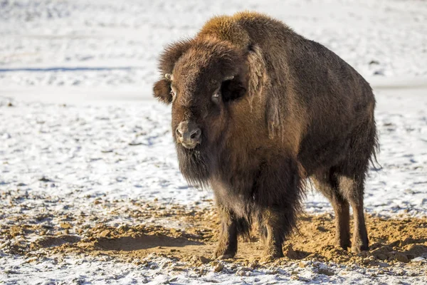 Amerikansk Bisonoxe Vintern — Stockfoto