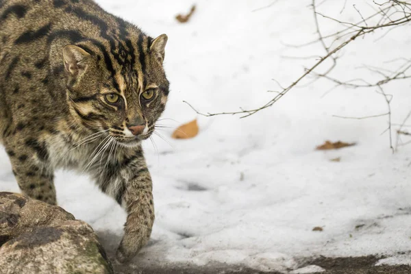 Pesca Gato Andando Sobre Neve — Fotografia de Stock