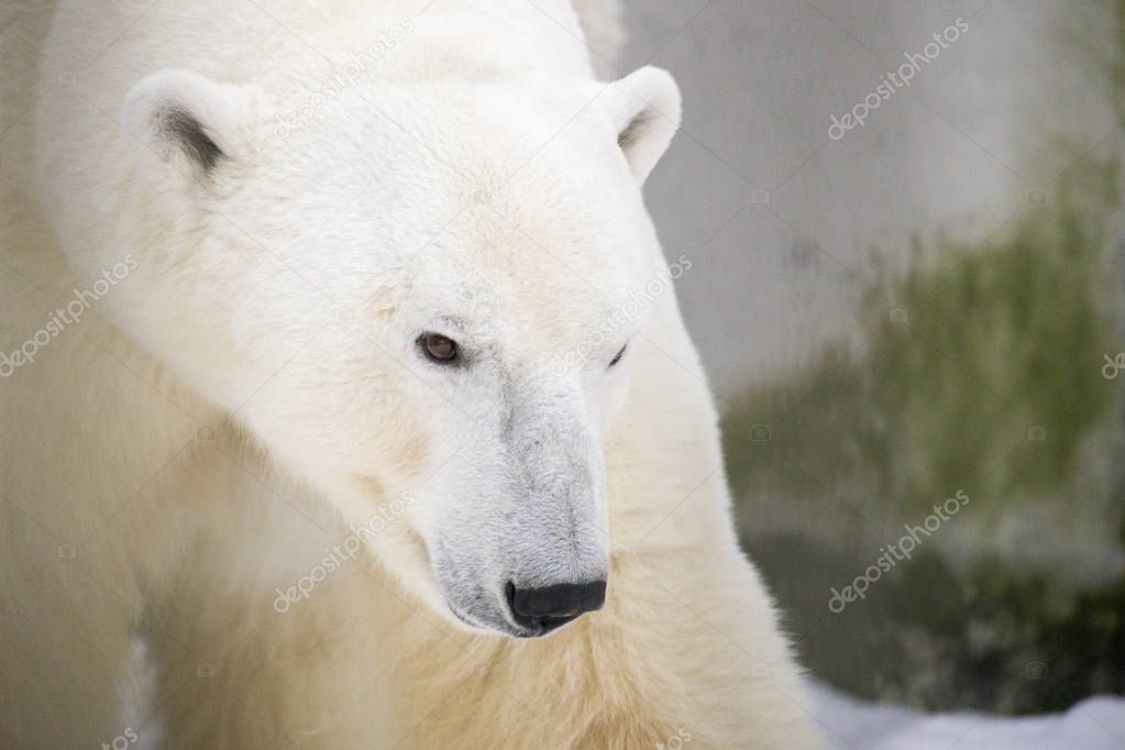 Polar bear in Tallinn zoo