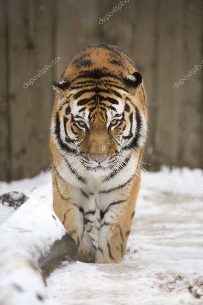 Amur tiger at winter in Tallinn zoo