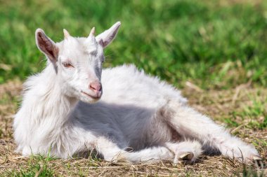 Goatling vahşi hayat