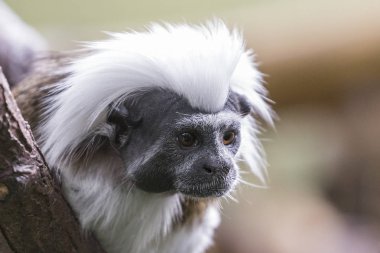 Pamuk en iyi pembe maymun vahşi hayat