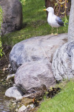 Ördek yavrusu yaban hayatı ile ördek