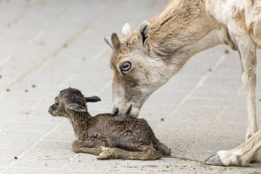 Goatling Doğum günü yaban hayatı