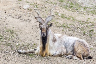 Tadjik markhor (Capra falconeri heptneri)