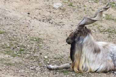 Tadjik markhor (Capra falconeri heptneri)