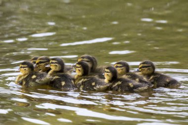 Yüzme ördek yavrusu ile ördek