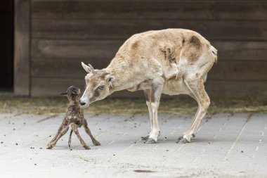 Anne ve Goatling Doğum günü