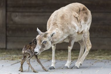 Anne ile Goatling Doğum günü