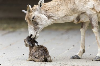 Annem ile Goatling doğurdu