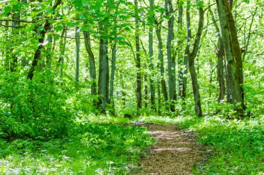 Yeşil orman yolu yolu