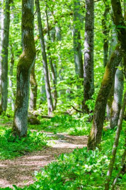 Yeşil orman yolu yolu