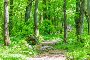 Yeşil orman yolu yolu