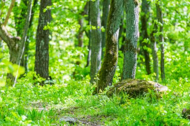 Yeşil orman yolu yolu