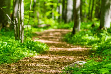 Yeşil orman yolu yolu