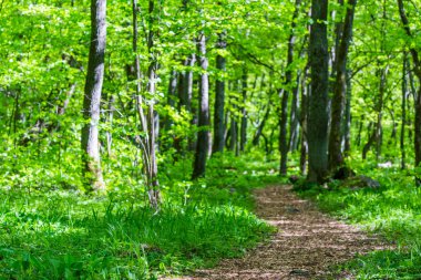 Yeşil orman yolu yolu