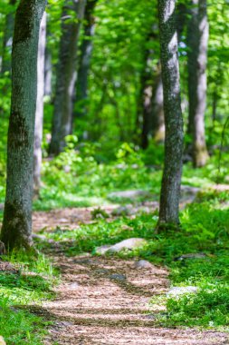 Yeşil orman yolu yolu