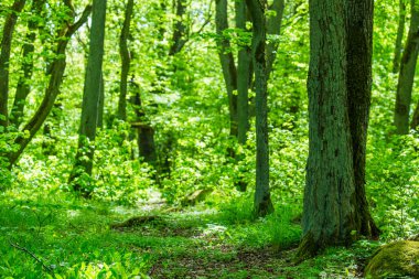 Yeşil orman yolu yolu