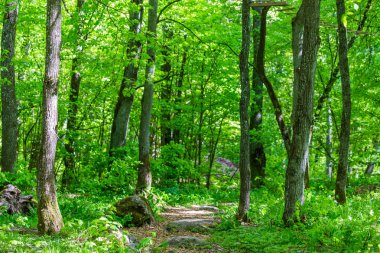 Yeşil orman yolu yolu