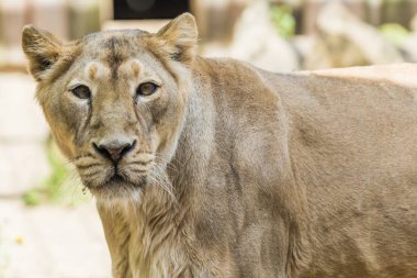 Dişi aslan Tallinn Hayvanat Bahçesi