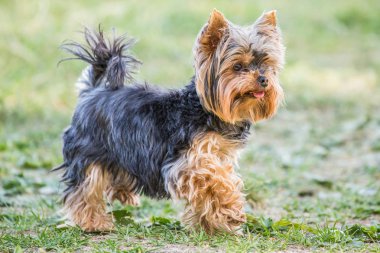 Oynarken küçük Yorkshire korkunç