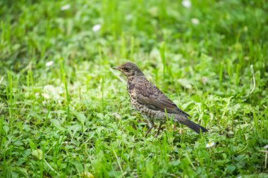Avrupa Sığırcığı (sturnus vulgaris)