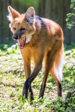 Yeleli kurt (Chysocyon Brachyura)