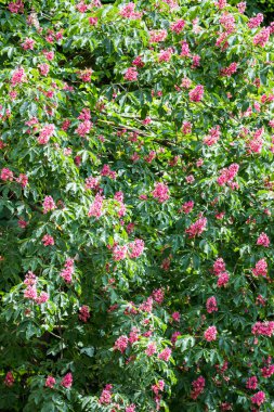 Arka plan ağaç çiçek bitki