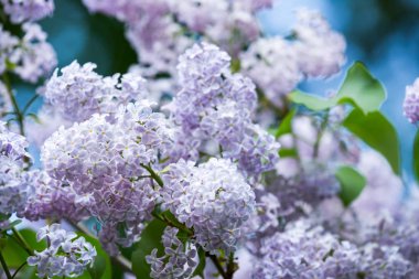 Lila çiçek ağaç arka plan