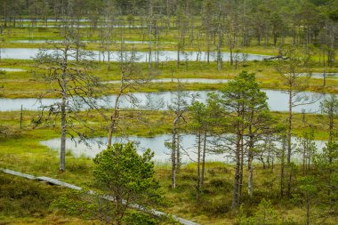 Swamp field in Viru raba (Lahemaa, Estonia) clipart