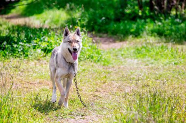 Bir zincir üzerinde kurt