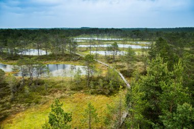 Swamp field in Viru raba (Lahemaa, Estonia) clipart