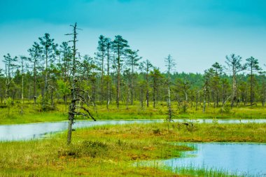 Virüs 'teki bataklık tarlası (Lahemaa, Estonya)