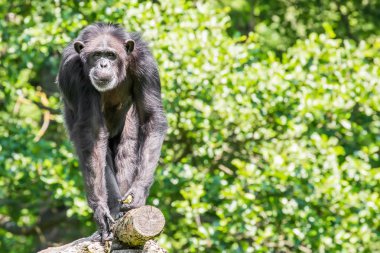 Şempanze ağacı (Pan troglodytes üzerinde)