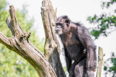 Şempanze ağacı (Pan troglodytes üzerinde)