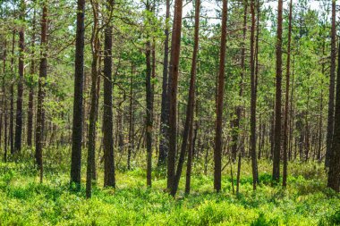 Zemin üzerine yeşil orman